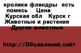 кролики фландры. есть помесь  › Цена ­ 1 000 - Курская обл., Курск г. Животные и растения » Другие животные   